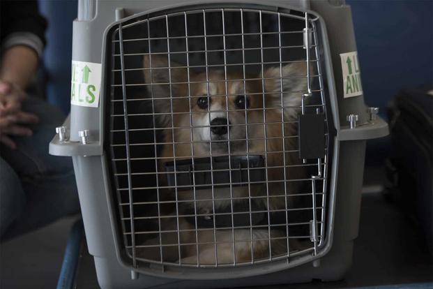 A corgi sits in a dog crate at the Ramstein Passenger Terminal.