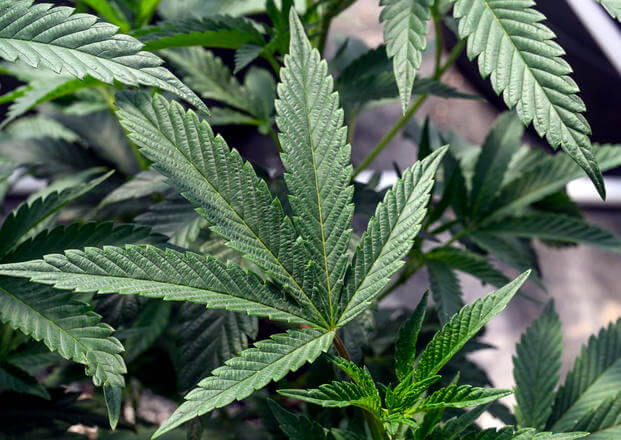 Marijuana plants at a growing facility in Washington County, N.Y.