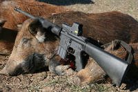 .450 Bushmaster with hogs